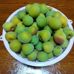 南高梅〈訳あり品のオマケ付き〉（2.1kg）⑧