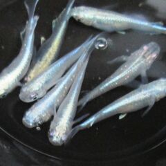 「プラチナ星河ヒレ長」の有精卵 40個＋α　ありがとうございまし...