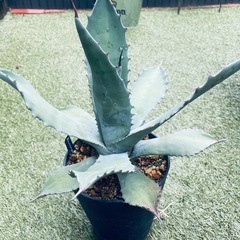 ワイルド好きならおすすめ　アガベ　デュラゲンシス