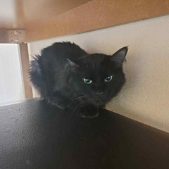 黒猫2匹里親緊急募集中！！！