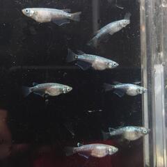 【メダカ】ゴジラ　7匹　産卵中