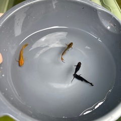 掛け合わせミックスメダカ 4匹  