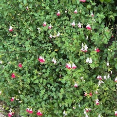 挿し穂🌿⑤の画像