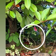 挿し穂🌿⑤の画像