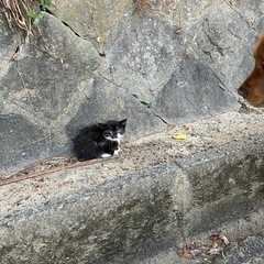 6/7保護した生後一ヶ月ぐらいのの男の子🐱
