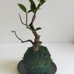 🌿ガジュマル苔玉/盆栽/観葉植物🌿