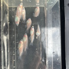 紅白紅凛メダカ (選外)3匹の画像