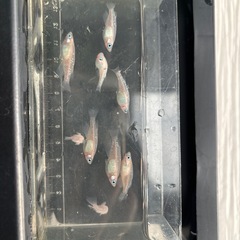 紅白紅凛メダカ (選外)3匹の画像