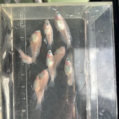紅白紅凛メダカ (選外)3匹の画像