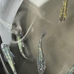 【現物】令和サファイアメダカの画像