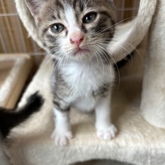 生後2ヶ月の子猫　4匹里親募集