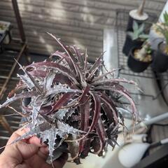 ディッキアケリー×デリカータゴールデン
フォームFI
Dycki...