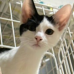 ★譲渡会あります★　人慣れ抜群です！