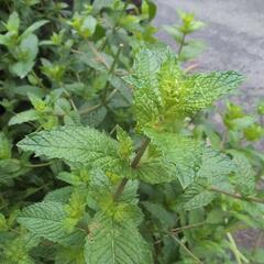 【さらにお値下げ】ミント葉　茎を30cmに切って15本以上の画像
