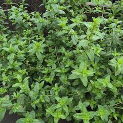 【ミント葉】茎を30cmに切って15本以上
