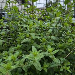 【さらにお値下げ】ミント葉　茎を30cmに切って15本以上の画像