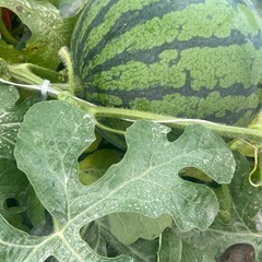 スイカ約4kg🍉1200円