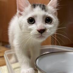【6月22日譲渡会】子猫兄弟のファミリー募集(終生室内飼育)