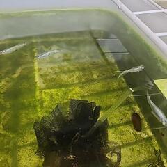 虹孔雀にじくじゃくメダカ稚魚20匹の画像