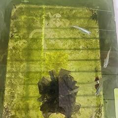 虹孔雀にじくじゃくメダカ稚魚20匹の画像