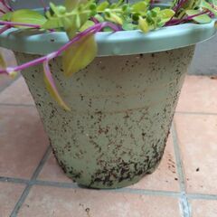 シマトネリコ　1つの画像