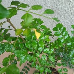 シマトネリコ　1つの画像