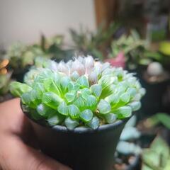 ハオルチア オブツーサ 多肉植物の画像