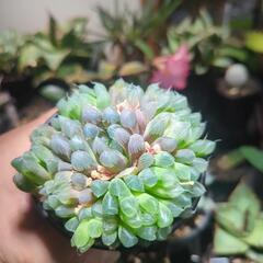 ハオルチア オブツーサ 多肉植物