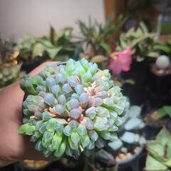 ハオルチア オブツーサ 多肉植物の画像