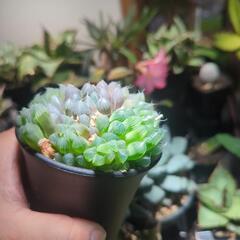 ハオルチア オブツーサ 多肉植物の画像