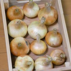 （取引中）とれたて玉ねぎ(水口町産)1.8kg