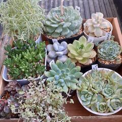 多肉植物　いろいろセット　まとめ売り　寄せ植えセット