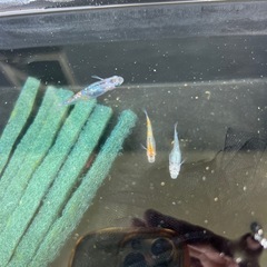 メダカの画像