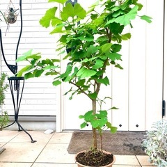 盆栽　鉢植え　植木　大きな鉢植え　イチョウ　銀杏