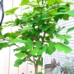 盆栽　鉢植え　植木　大きな鉢植え　イチョウ　銀杏の画像