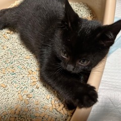 3匹兄妹です😊