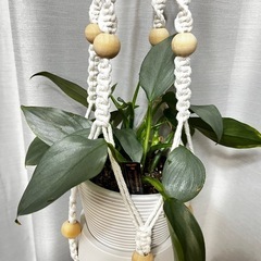【観葉植物】フィロデンドロンシルバーメタルハンギング付きの画像
