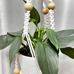 【観葉植物】フィロデンドロンシルバーメタルハンギング付きの画像