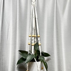 【観葉植物】フィロデンドロンシルバーメタルハンギング付きの画像