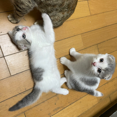 子猫