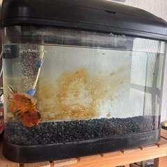 中国　オランダシシガシラショートテール　金魚の画像