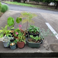 植物　10種+α   　鉢ごと