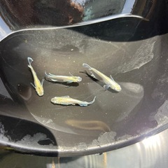 メダカ
