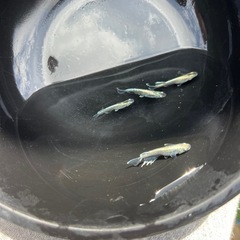 メダカの画像