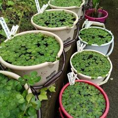 ウォータークローバー🍀