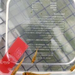 [お値下げ]ヒメダカ　10匹🐟️の画像
