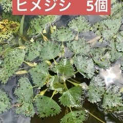 無料　天然オニビシ子株　 水生植物　ヒメビシ　5個 