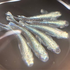 メダカ、親クラス成魚