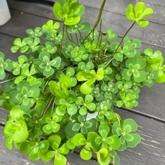 植え付けムチカ