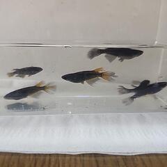 松井ヒレ長黒蜂１cmくらいの稚魚10匹の画像